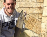 Birs-Bachforelle, 52 cm