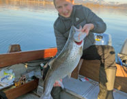 Zürich-Obersee-Seeforelle, 81 cm, 11,6 Pfund