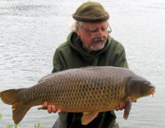 Rhein-Karpfen, 85 cm, 22 Pfund